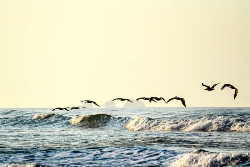 Pelicans soaring over the ocean