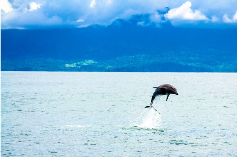 Dolphin in Uvita