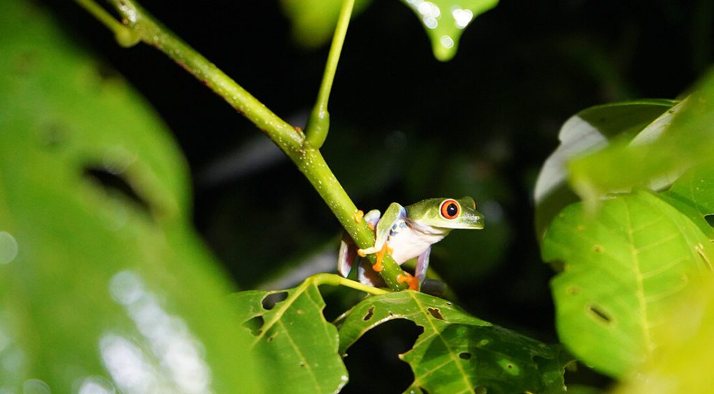 Costa Rican free frog
