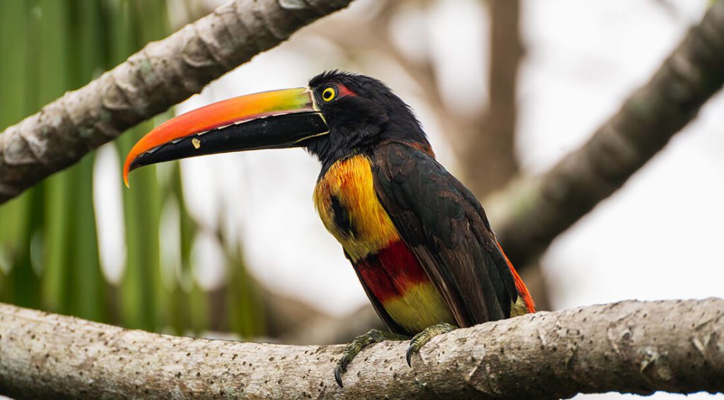 Fiery-billed Aracari