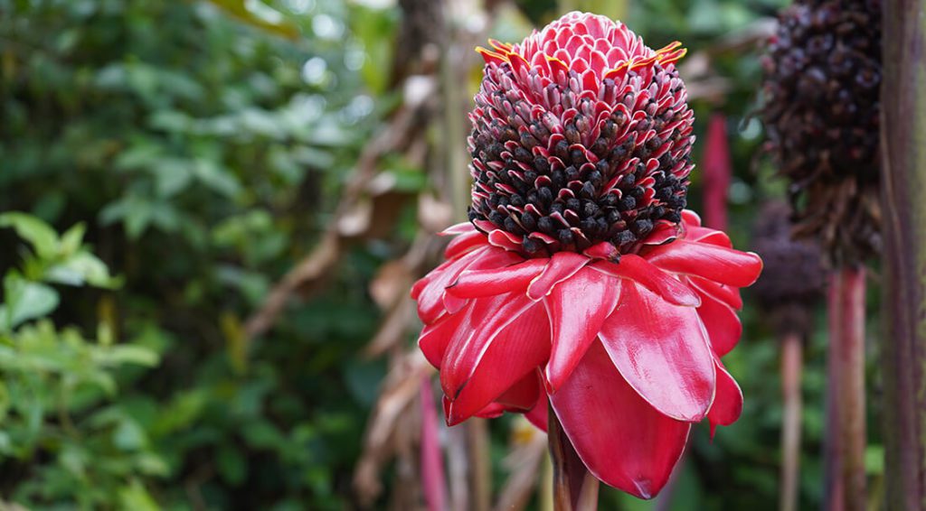 La Paz Waterfall Gardens