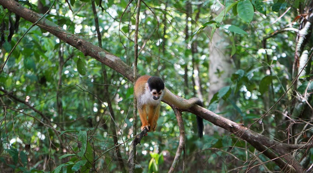White-faced monkey in Costa Rica