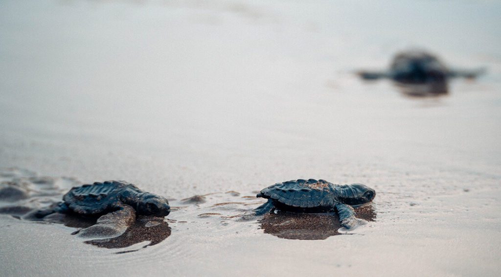 Baby turtle release in Costa Rica