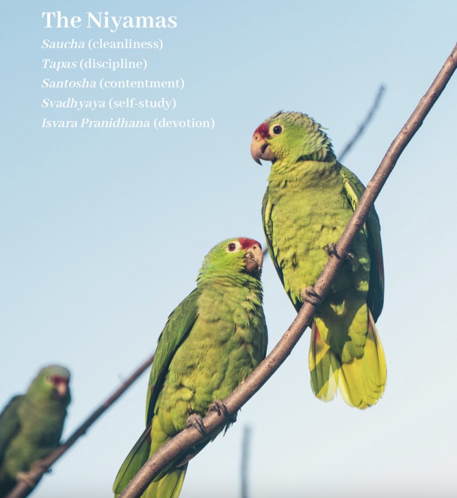 Niyamas birds graphic