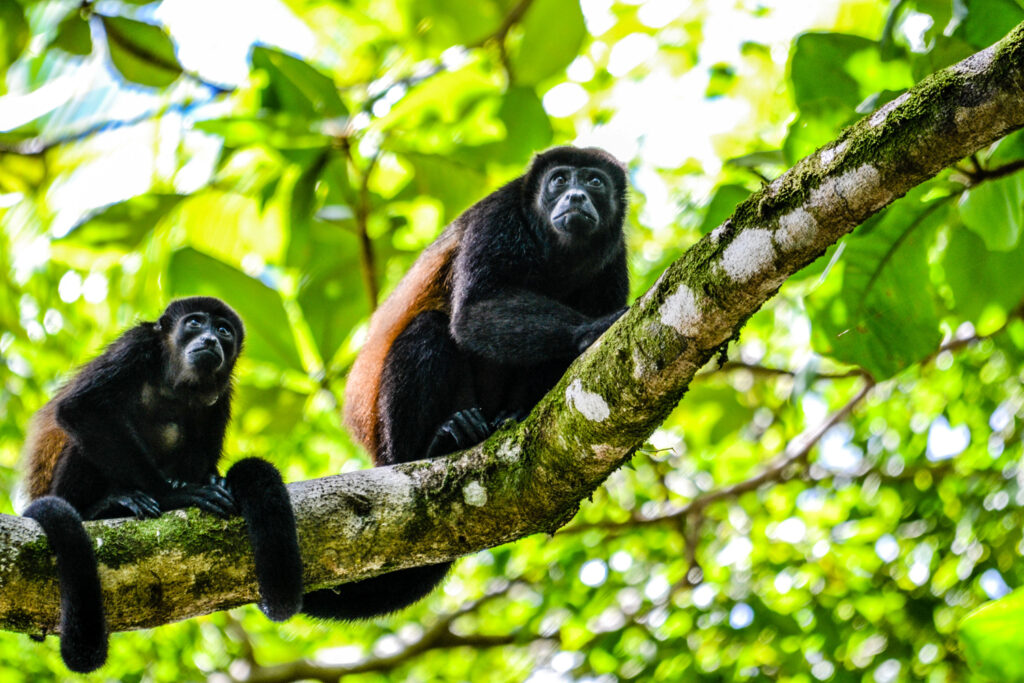 samadhi meaning howler monkey image