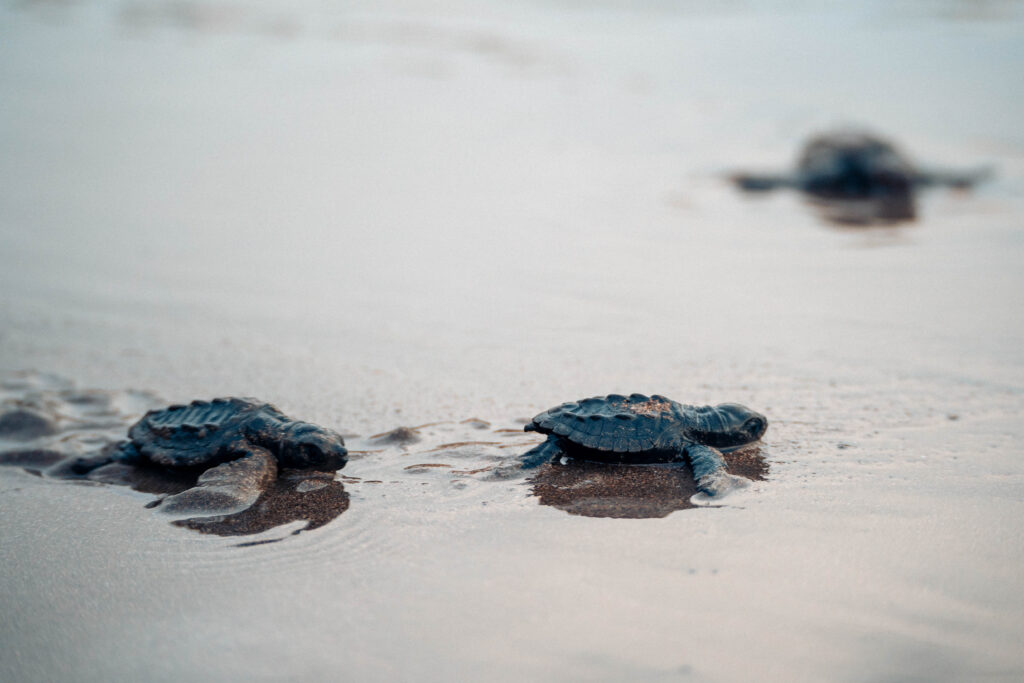costa rica rainy season turtles