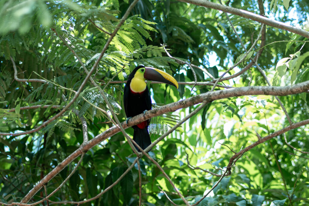 best time to visit costa rica for on land wildlife