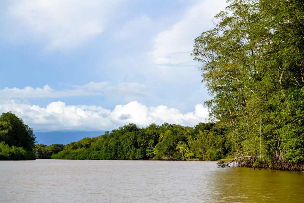 Mangroves near the Marino Ballena National Park in Uvita, Osa, Costa Rica